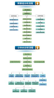 生工生物优质技术服务推荐 高通量测序与转录组、小RNA分析